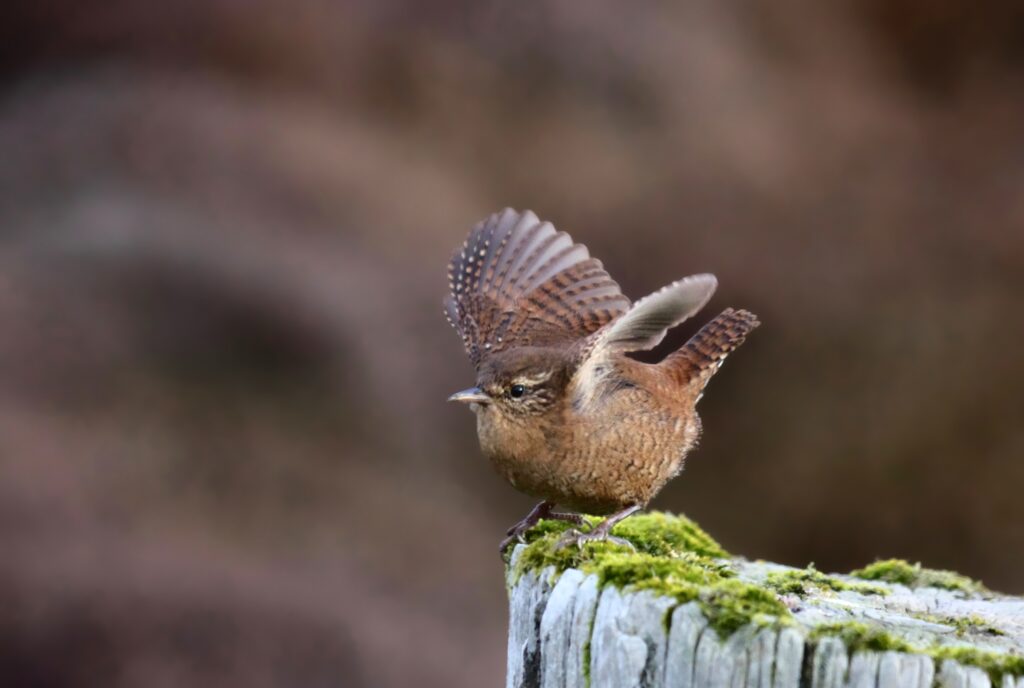 Bird Wren