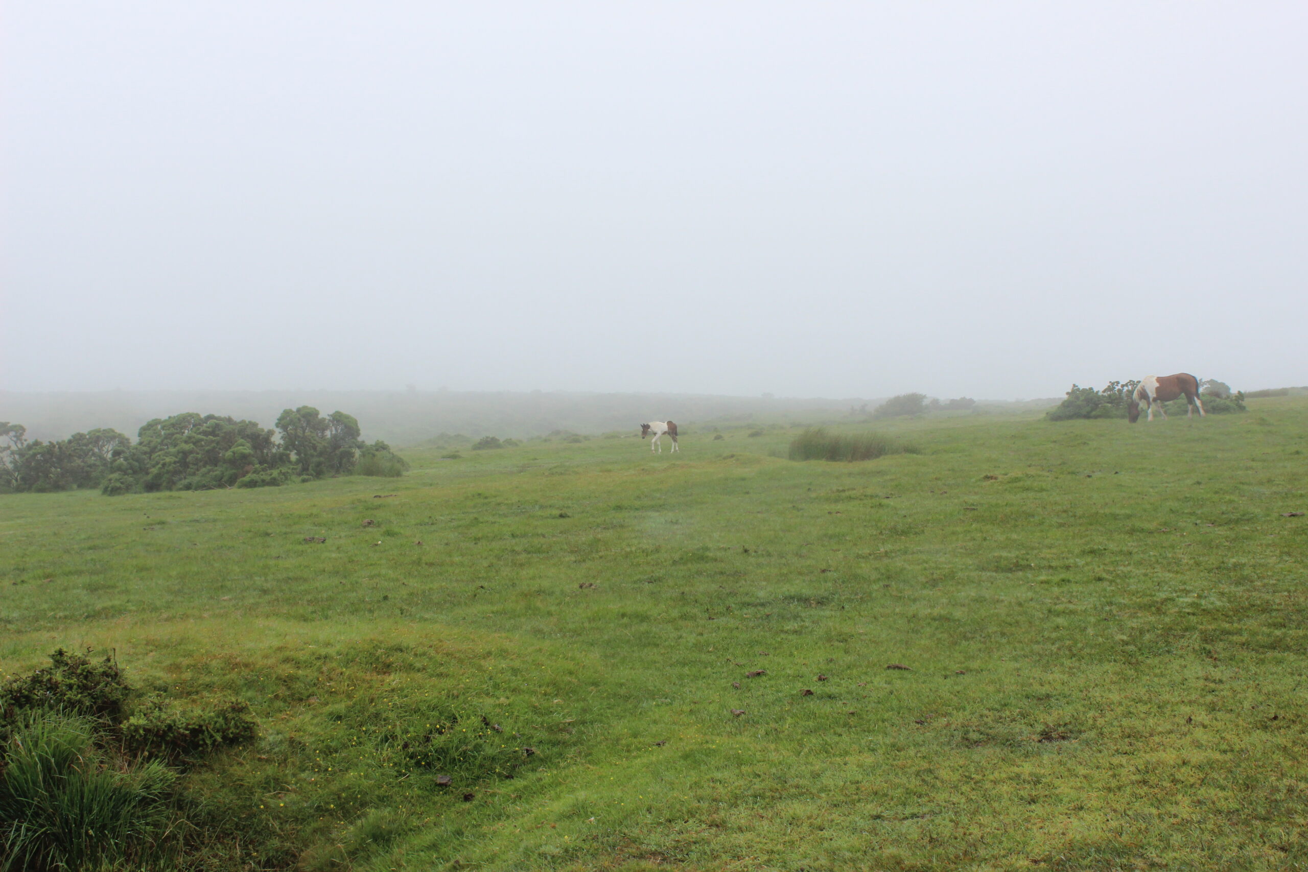 Bodmin Moor Hill Farming Project – Contact us